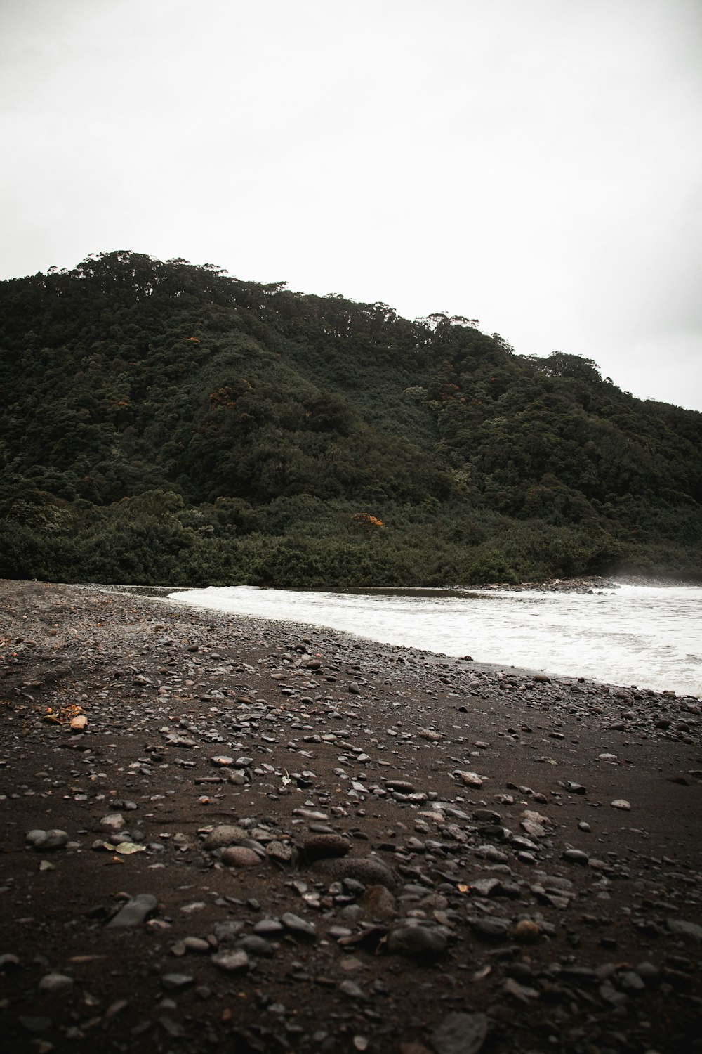 trees and shore