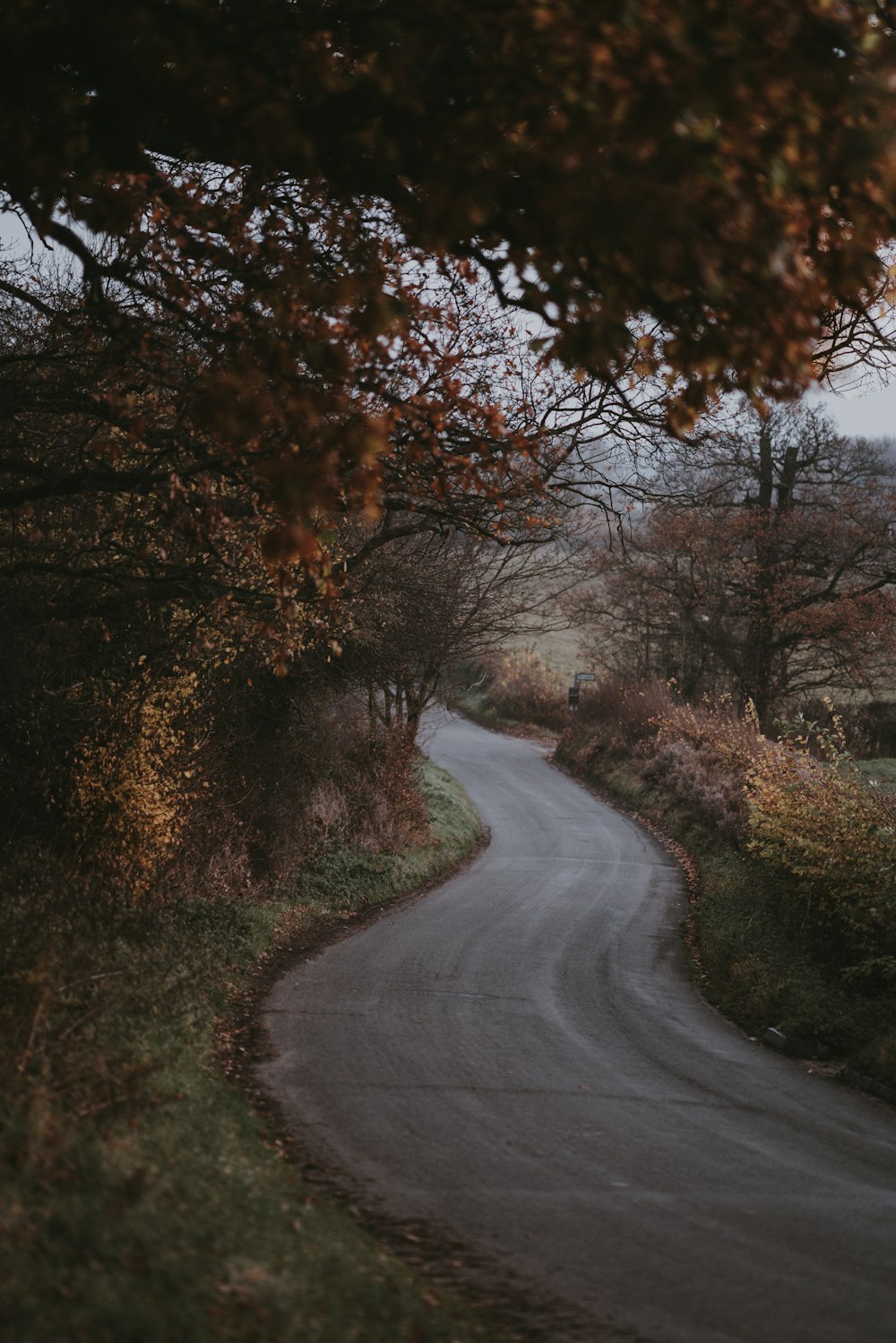 empty roadway between trees at daytime