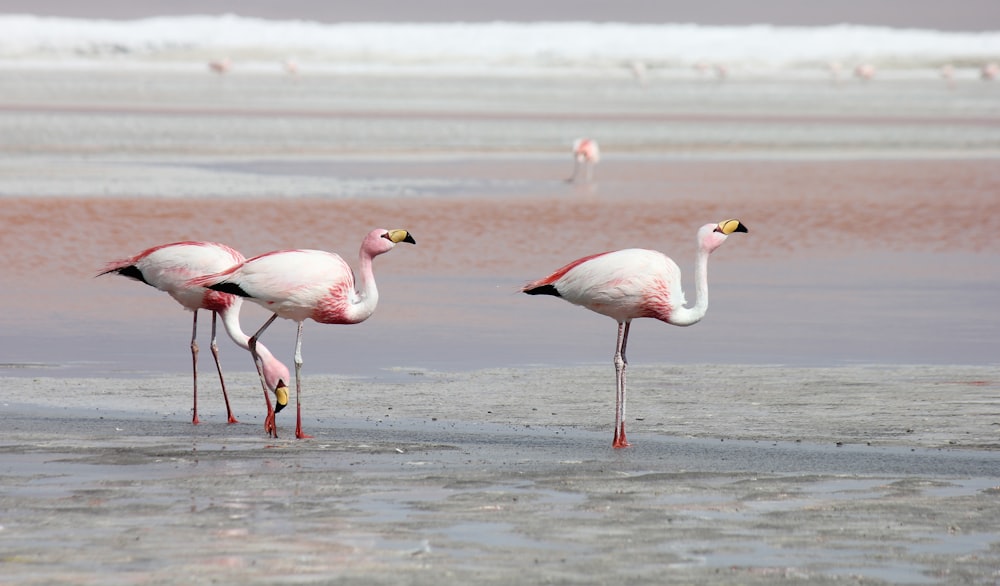 three flamingos