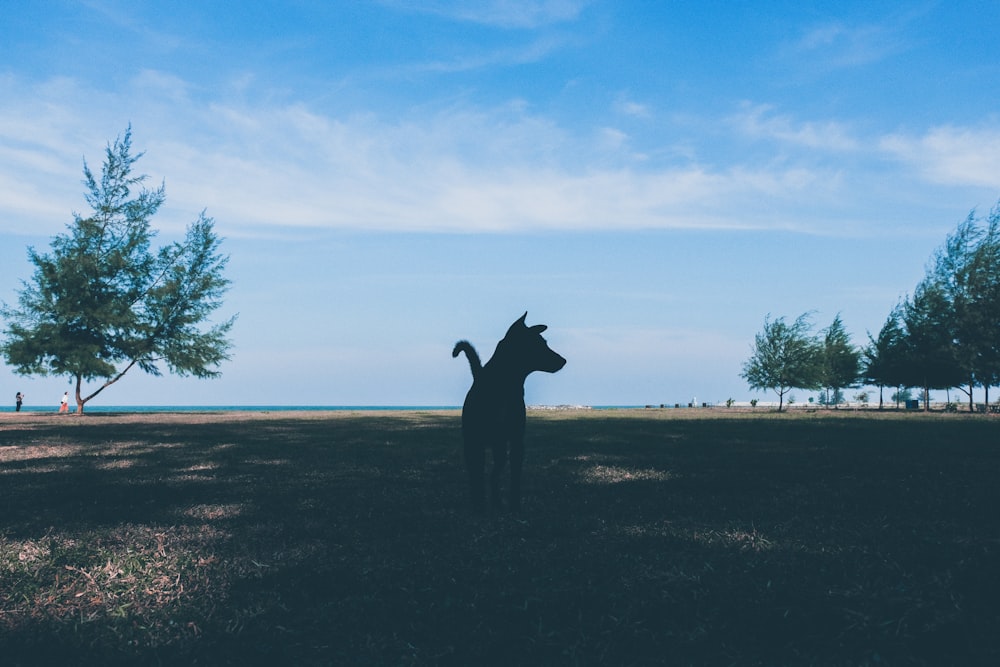 silhouette of dog under tree