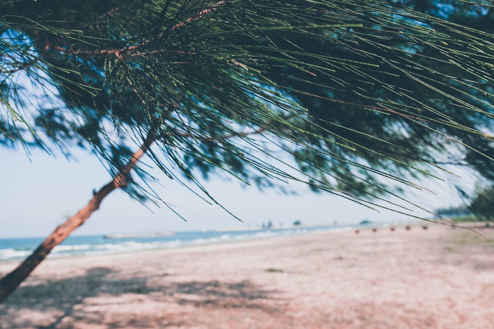 tree in seashore