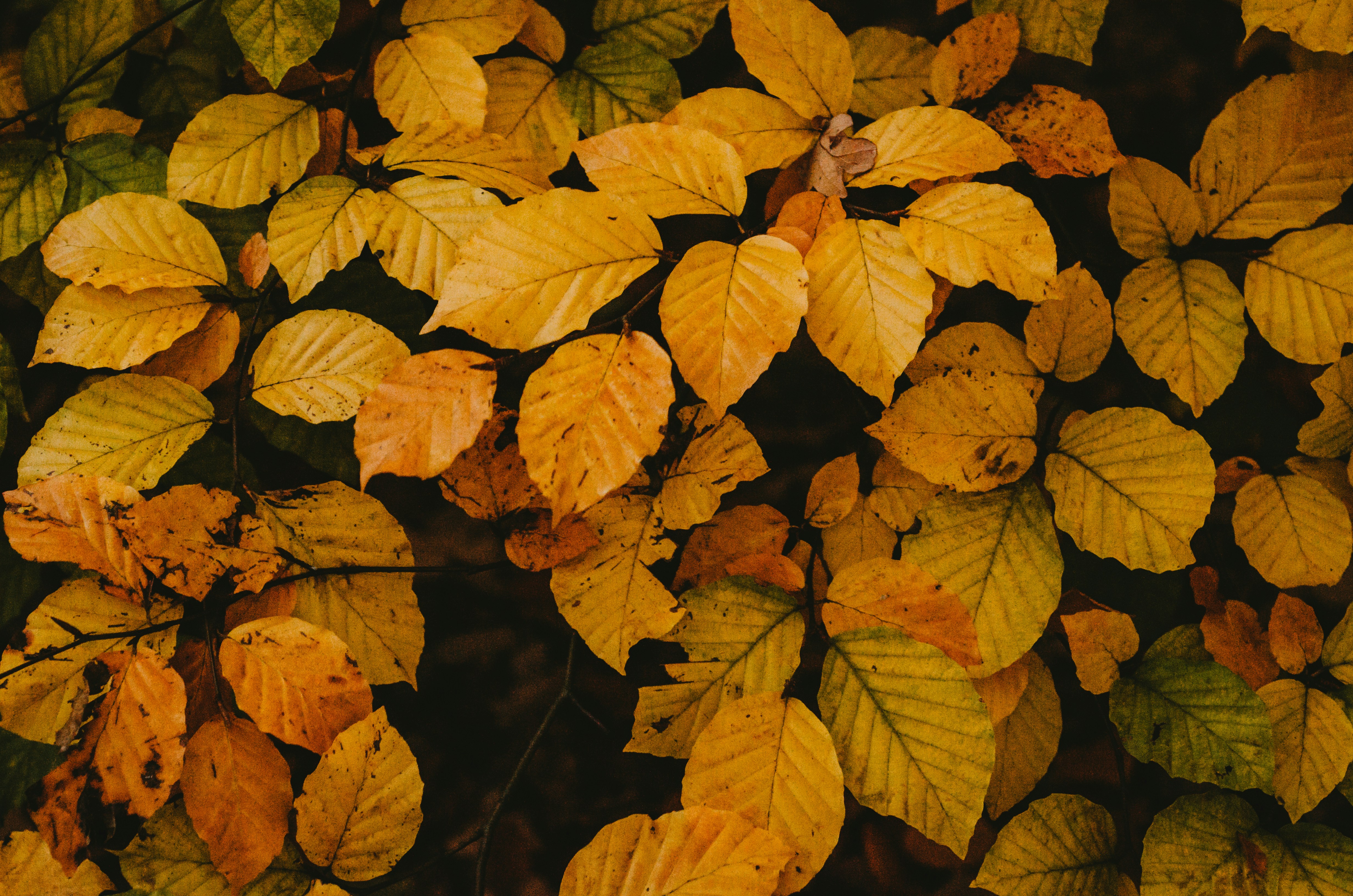 Photo by shanerounce