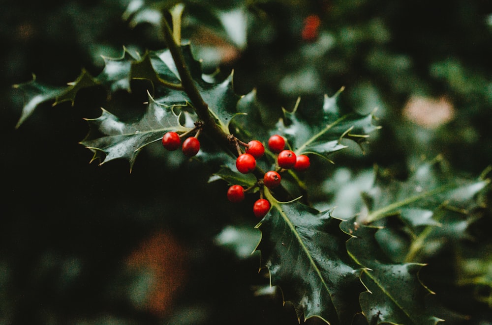 green-leafed plant