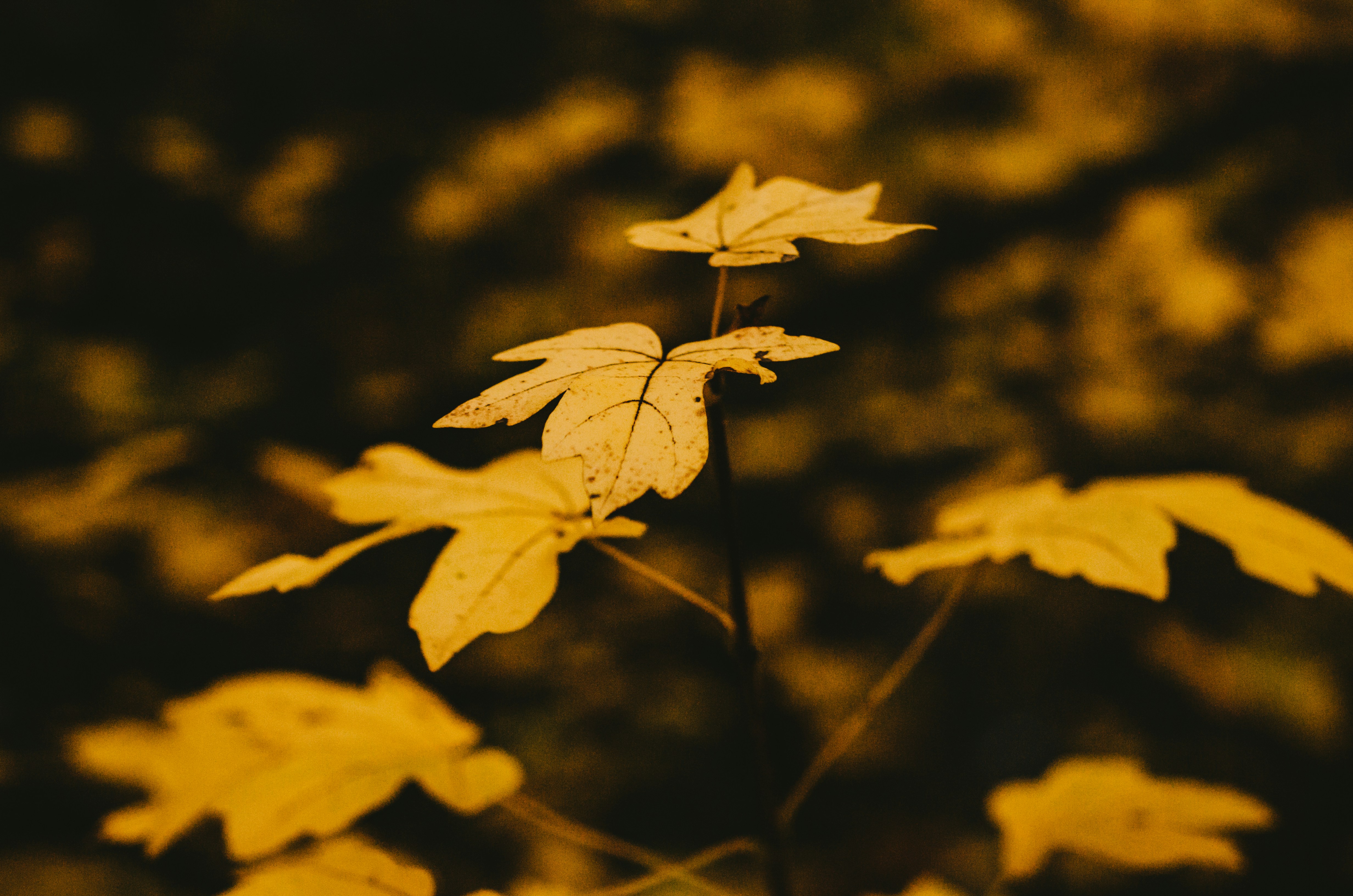 Photo by shanerounce