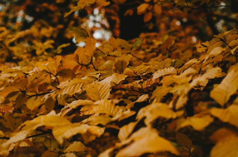 Warm autumn leaves framing a cozy workshop space filled with attentive participants.