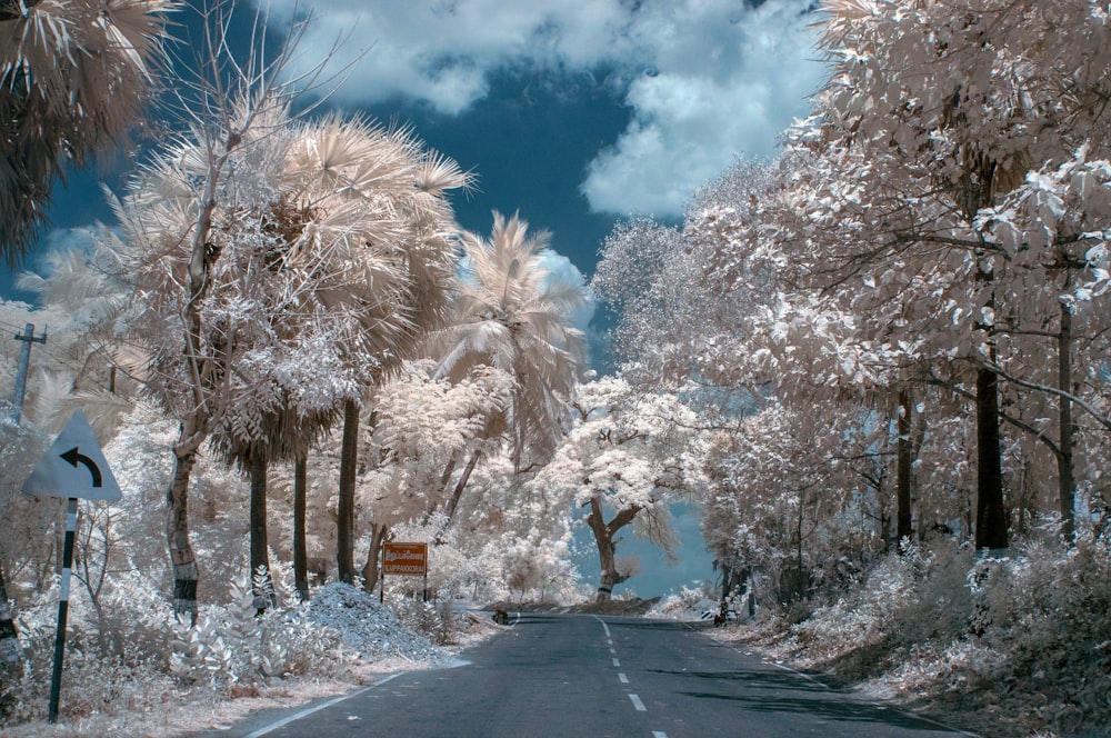 empty road between white trees