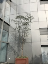A tall tree stands in a rectangular wooden planter against a modern building facade with a grid of large glass panels. The tree's shadow is cast on the reflective surface of the building.