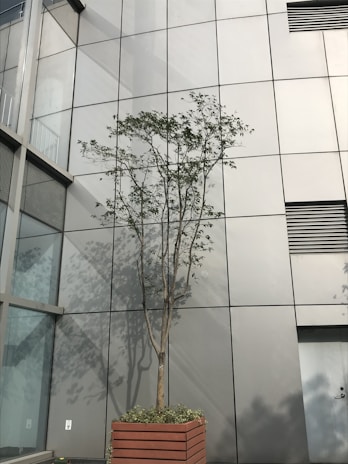 A tall tree stands in a rectangular wooden planter against a modern building facade with a grid of large glass panels. The tree's shadow is cast on the reflective surface of the building.
