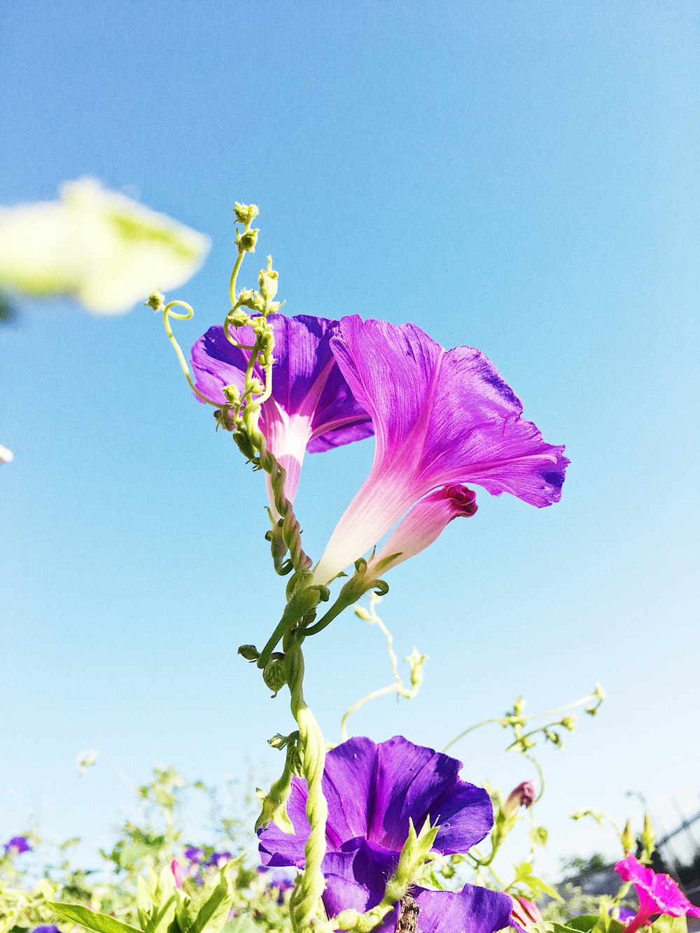 purple flower