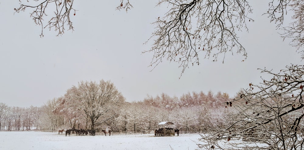 horses taking refuge under tree at snow covered field