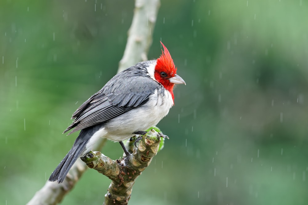 나뭇가지에 앉아있는 빨간 머리 회색 새