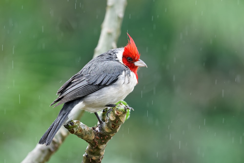 red-headed grey bird perching on tree branch