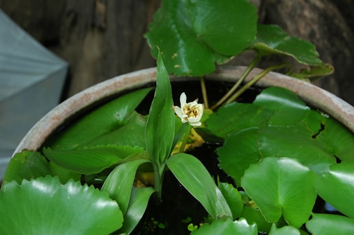 A potted water plant with broad green leaves and a single white and yellow flower in bloom. The leaves are floating on water, and the pot is made of stone or ceramic.