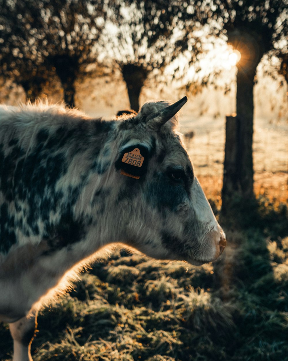 white and black cattle standing on grass during daytime