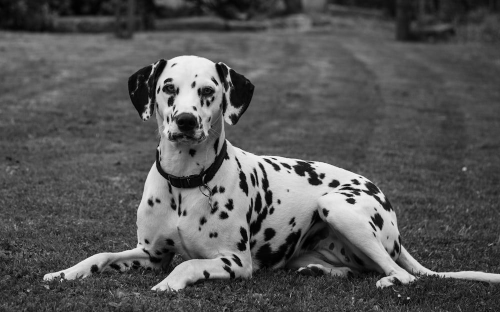 photo en niveaux de gris d’un dalmatien allongé sur un champ d’herbe