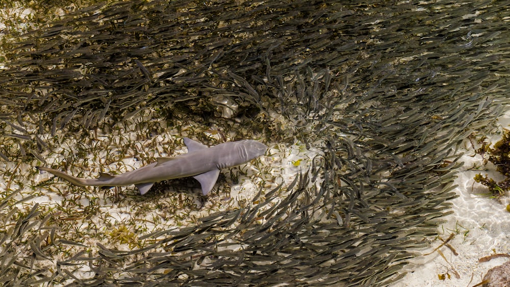 shark surrounded by school of fish