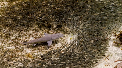 shark surrounded by school of fish seychelles zoom background