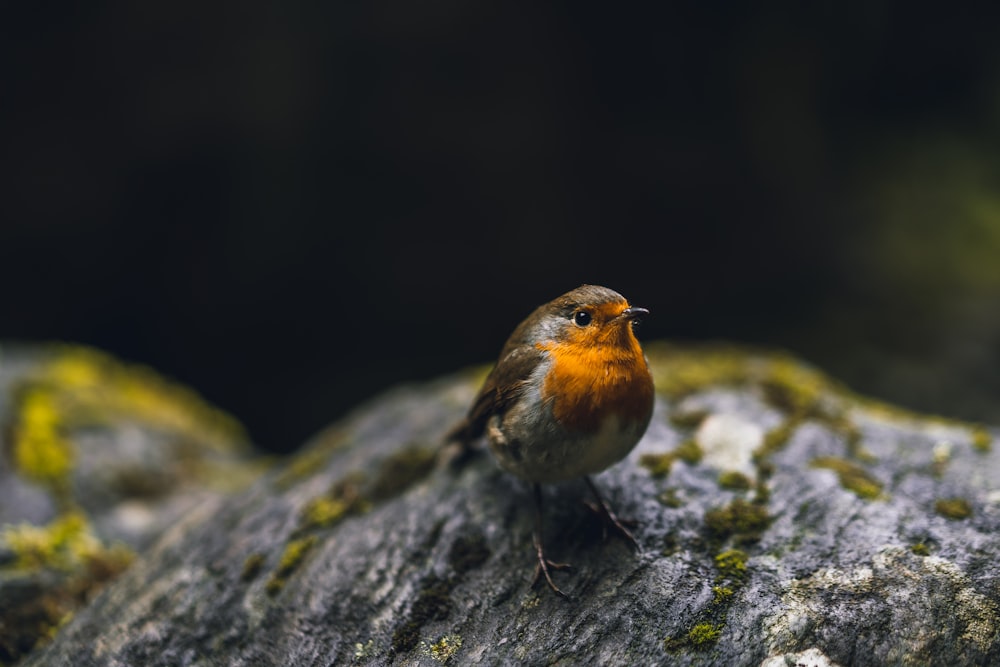 selective focus photography of European robin
