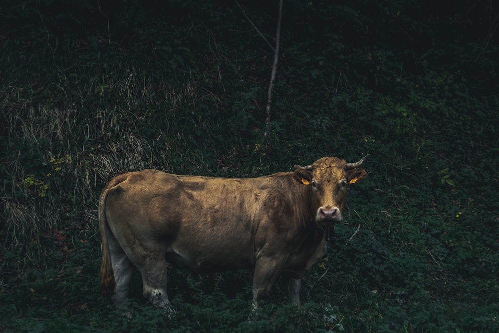 brown cow near mountain side full of grass during daytime