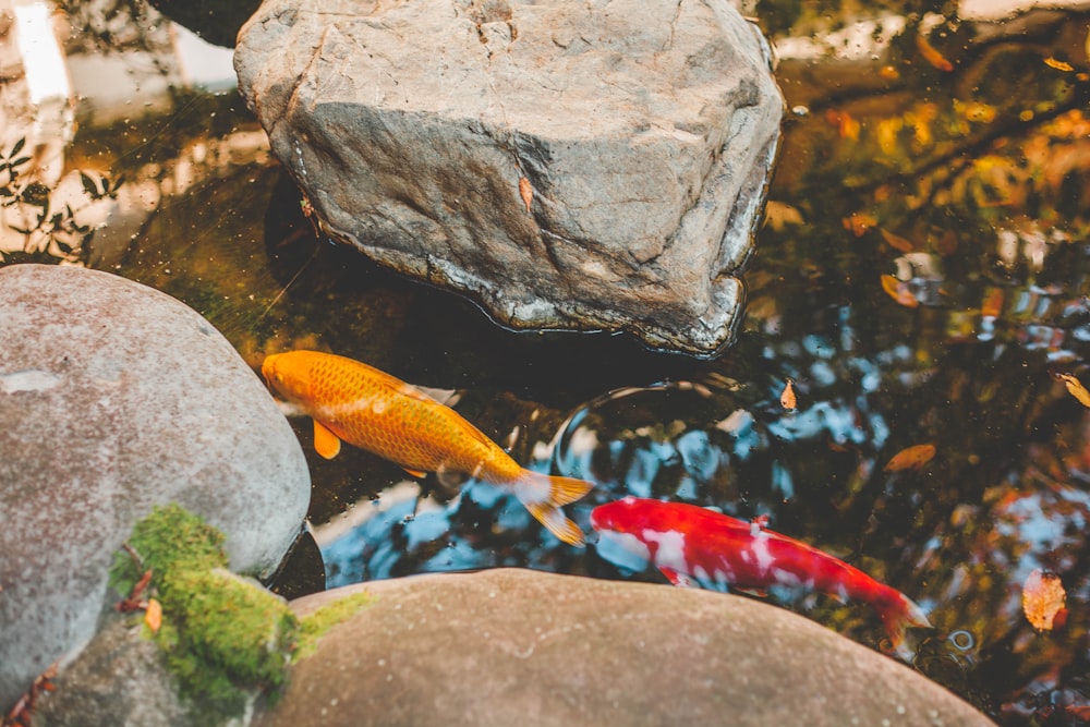 dois peixes laranjas e amarelos na água ao lado de rochas