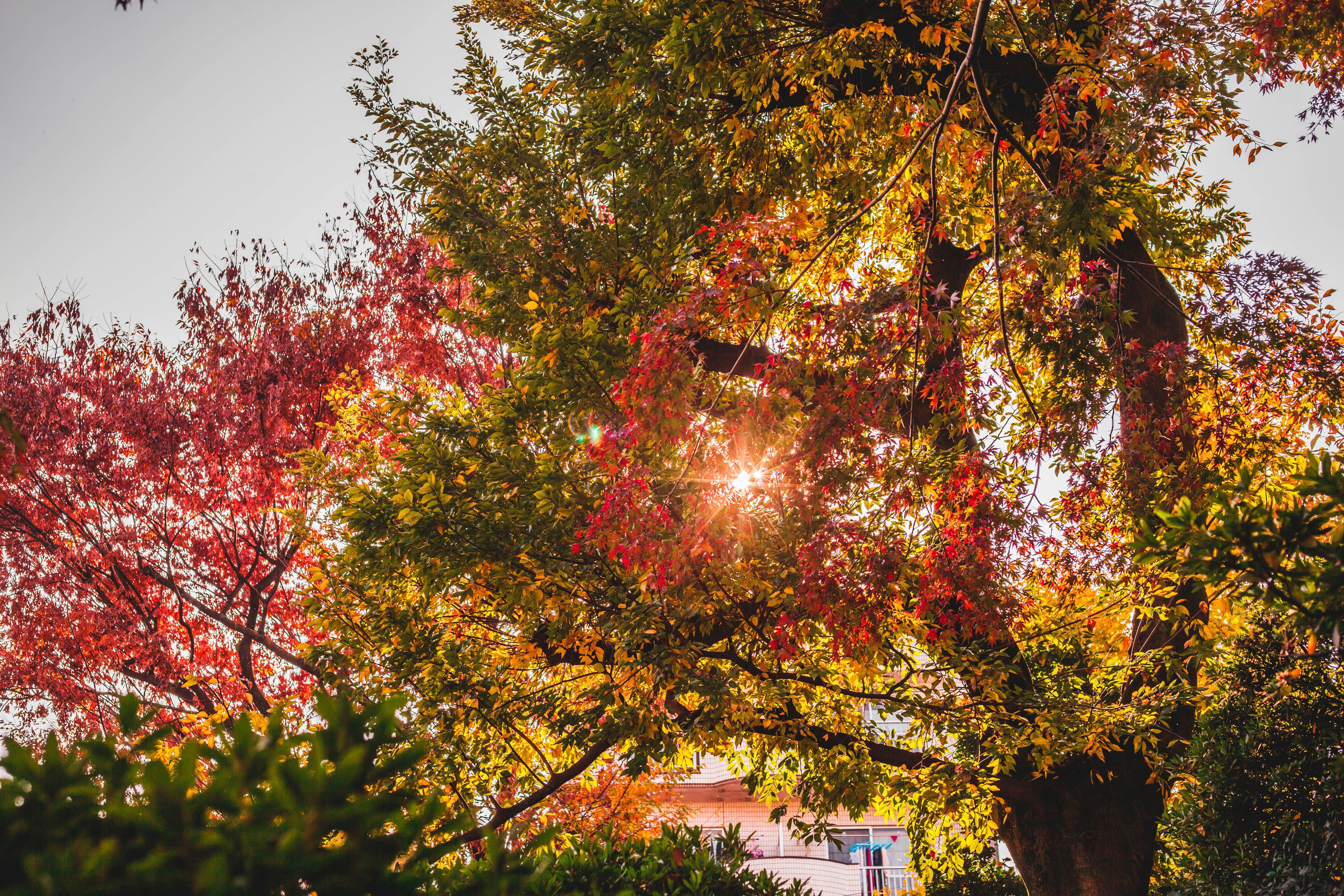 Photo by charlespostiaux