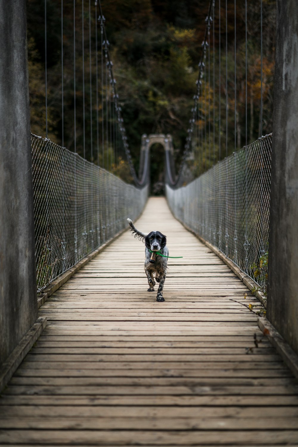 Erwachsener englischer Setter überqueren tagsüber eine hölzerne Hängebrücke