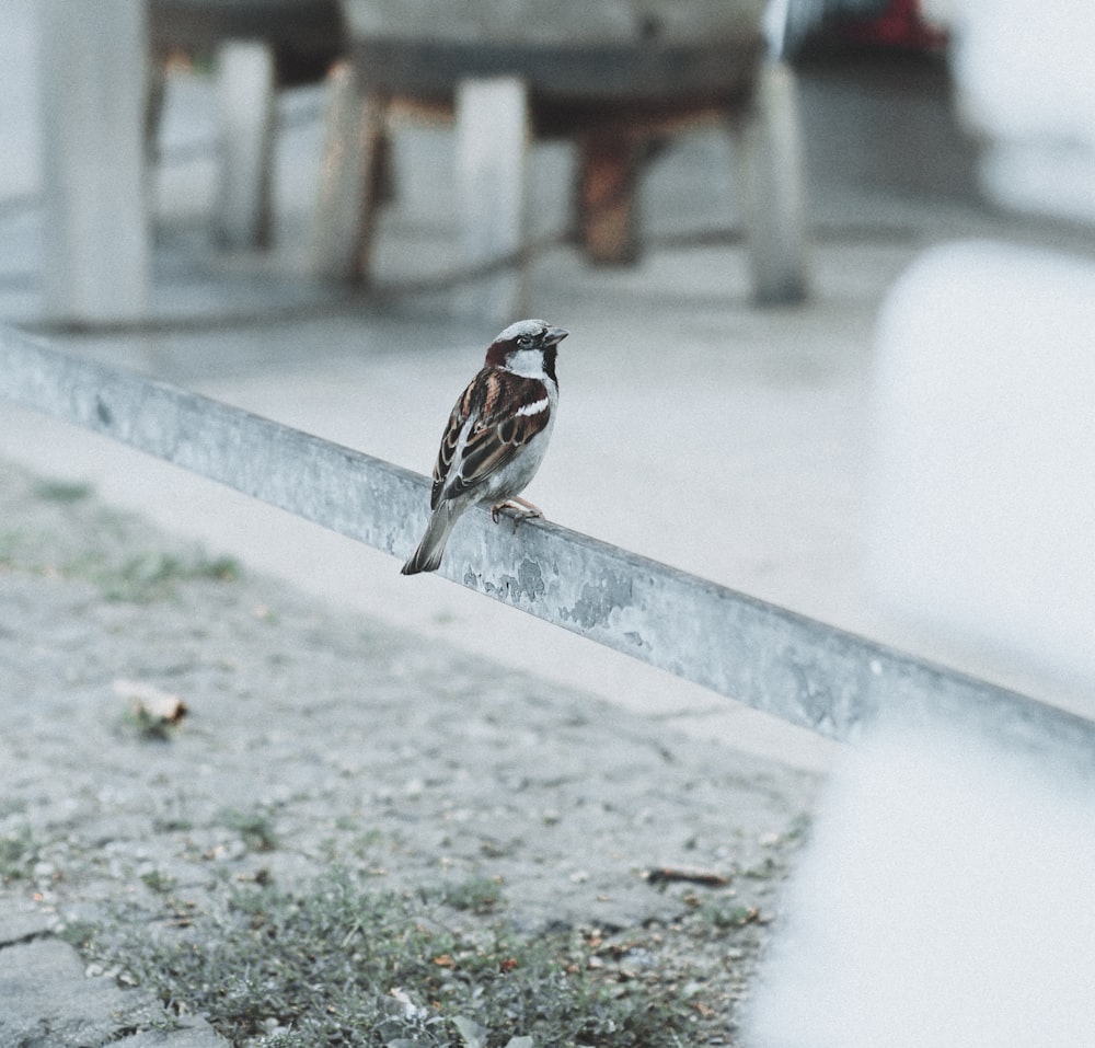 brown sparrow standing on steel bar