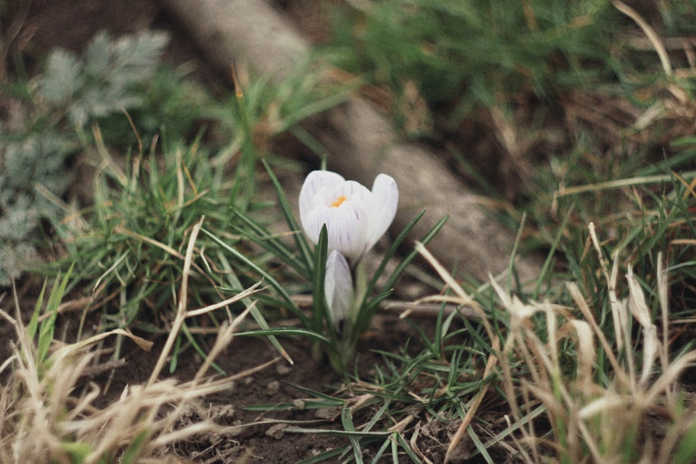 macro shot of white flower