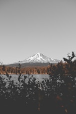 mountain view surrounding trees