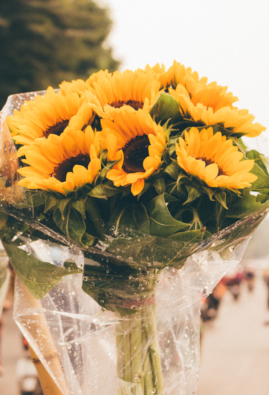 Fresh sunflower bouquet