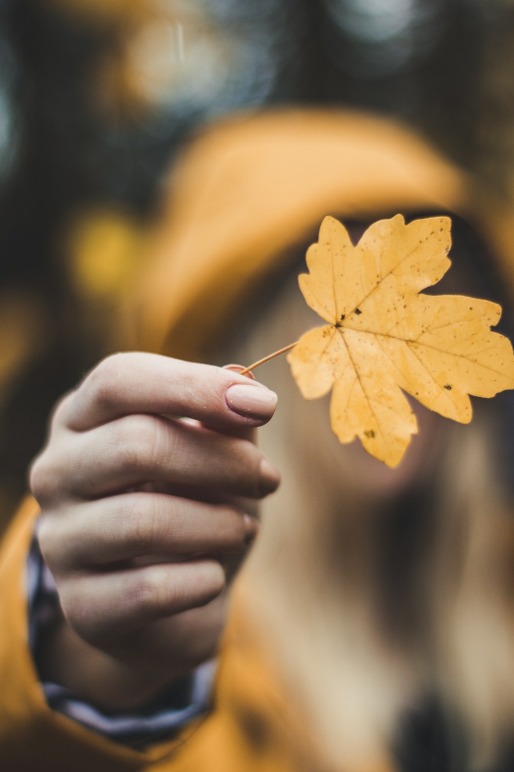 person holding leaf