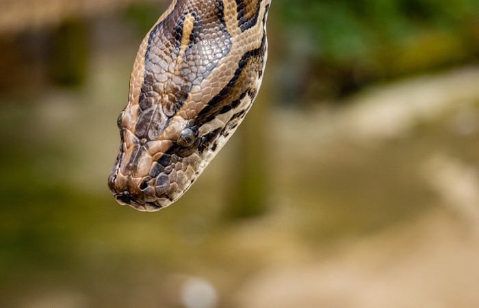 brown,black,and beige snake head