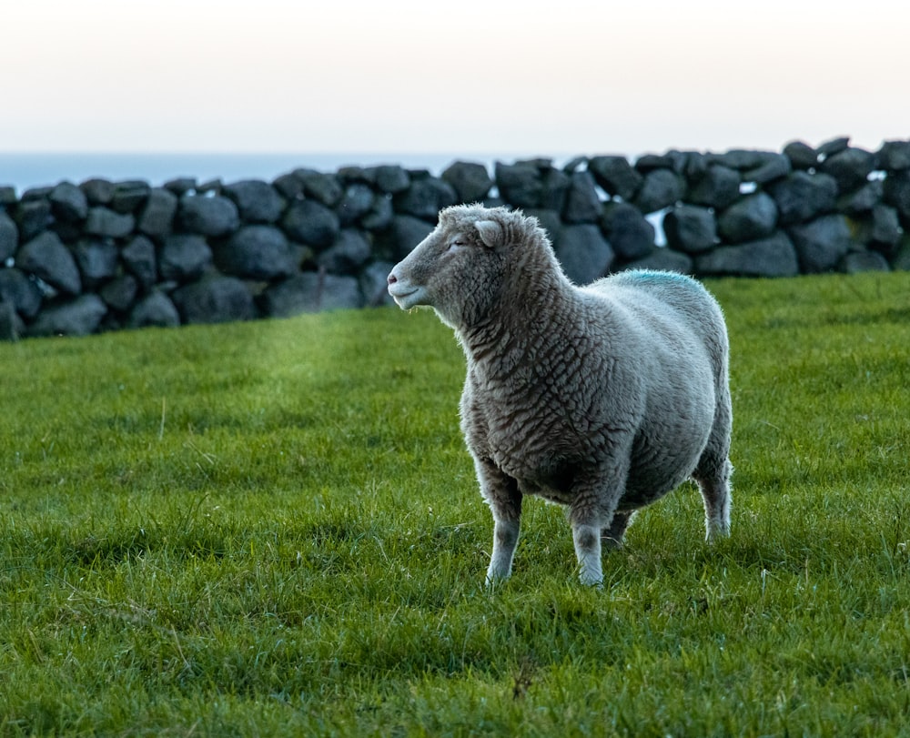 ovelha branca no campo da grama