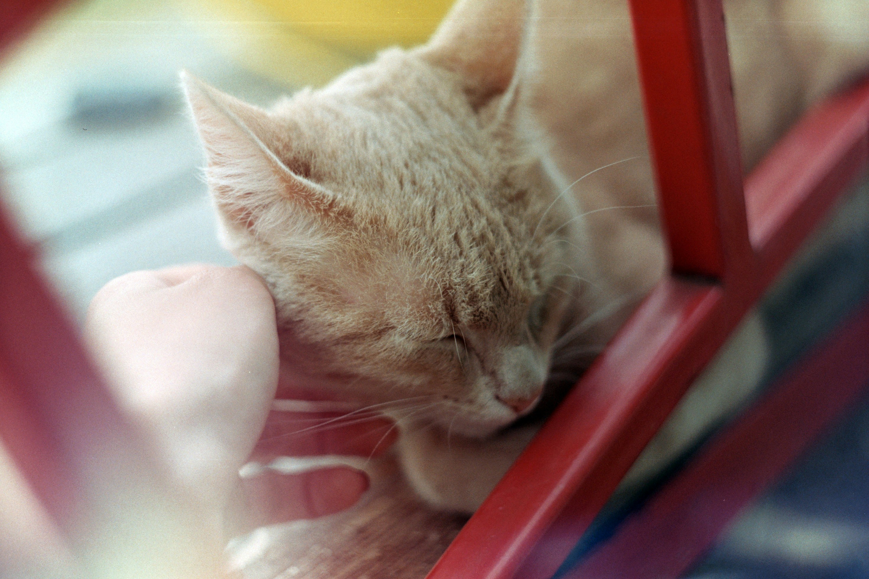 9 Proven Benefits of Owning a Cat for Busy Working Women