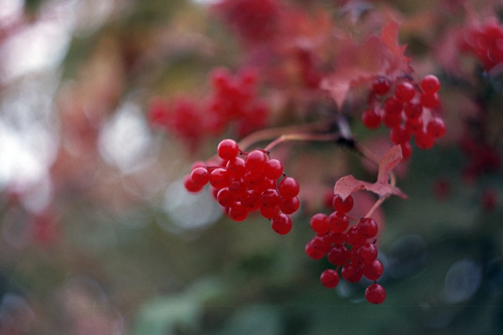 Fotografia a fuoco selettivo di ciliegie rosse