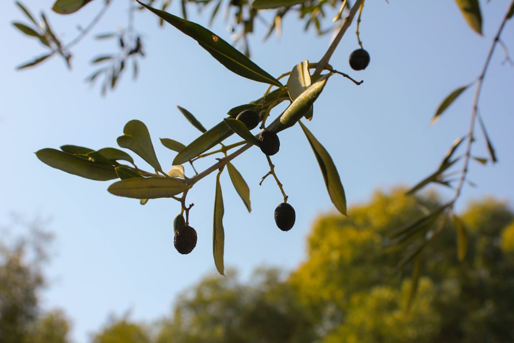 round purple fruit during daytime