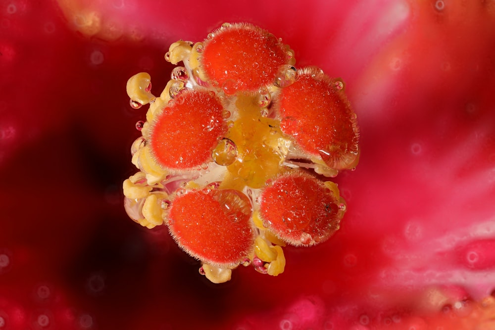 close-up photography of red and yellow flower