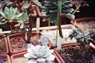 A variety of succulents in small, square terracotta pots are displayed. The plants have fleshy leaves in shades of green and gray, arranged in rosette patterns. The soil in each pot is visible, and some pots have labels or tags inserted.