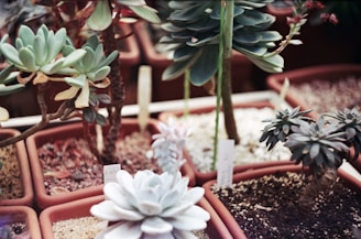 A variety of succulents in small, square terracotta pots are displayed. The plants have fleshy leaves in shades of green and gray, arranged in rosette patterns. The soil in each pot is visible, and some pots have labels or tags inserted.