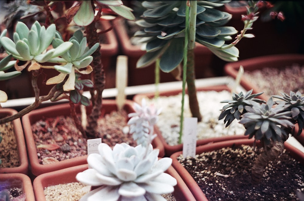 white and green potted succulent plants