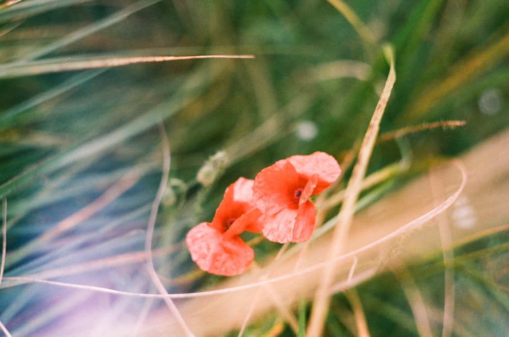 pink petaled flowers