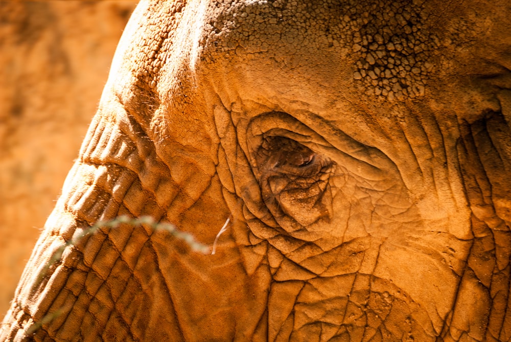 fotografia em close-up do elefante