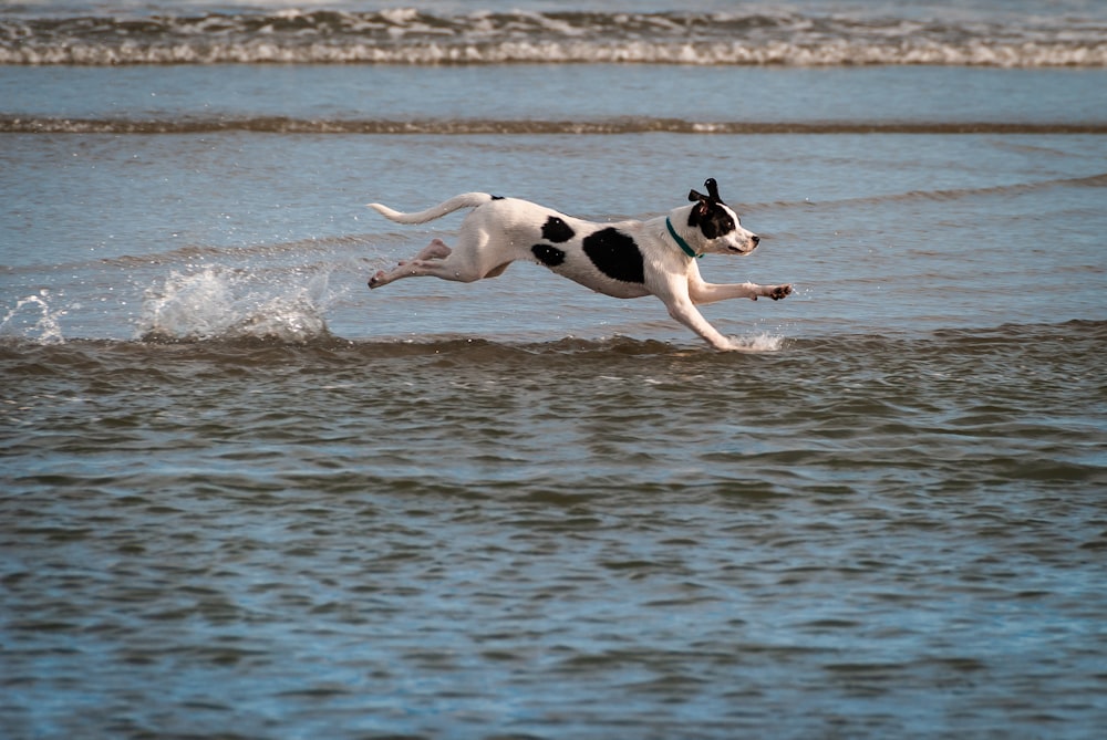 cane che corre sull'acqua