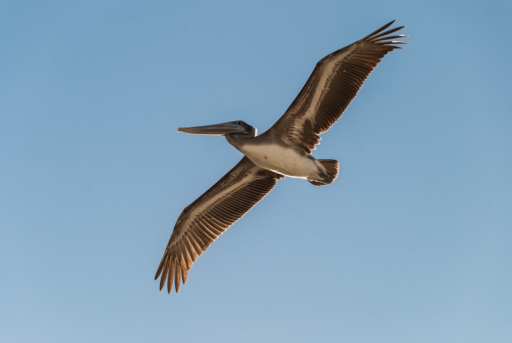 white and grey long-beaked bird flying