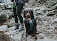 A brown Labrador retriever wearing a teal harness sits on a rocky, leaf-covered trail. The dog's tongue is out, indicating it might be tired or excited. Behind the dog, a person wearing dark pants and rain boots is visible, holding the dog's leash.