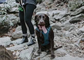 A brown Labrador retriever wearing a teal harness sits on a rocky, leaf-covered trail. The dog's tongue is out, indicating it might be tired or excited. Behind the dog, a person wearing dark pants and rain boots is visible, holding the dog's leash.