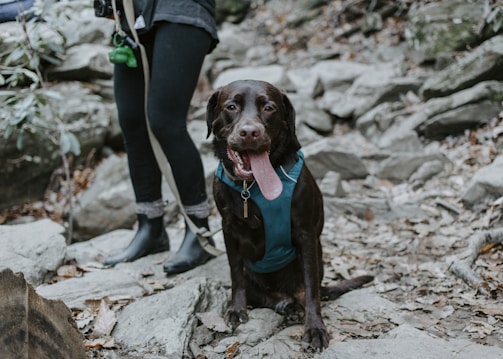 A brown Labrador retriever wearing a teal harness sits on a rocky, leaf-covered trail. The dog's tongue is out, indicating it might be tired or excited. Behind the dog, a person wearing dark pants and rain boots is visible, holding the dog's leash.