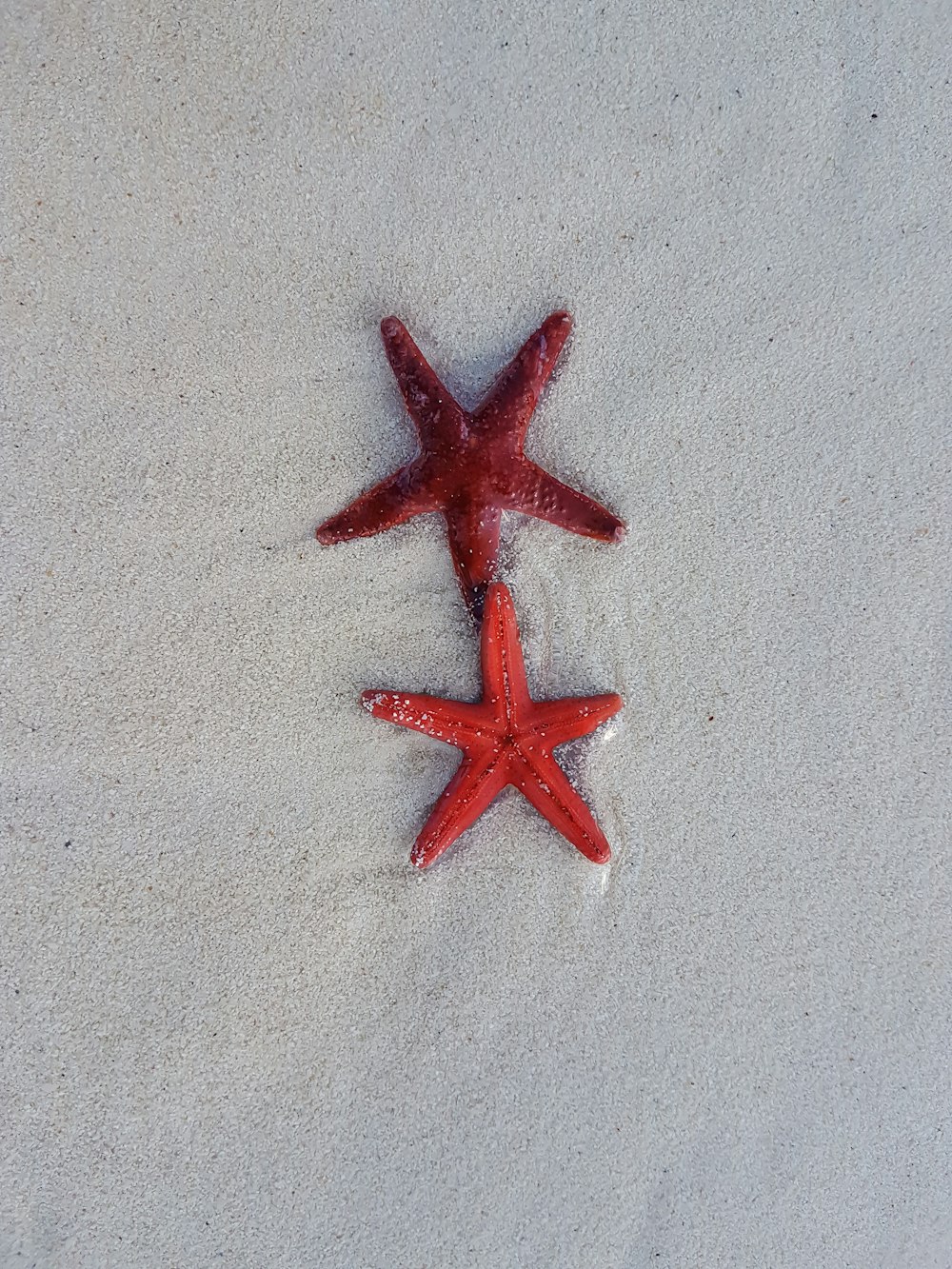 two red starfish on sand