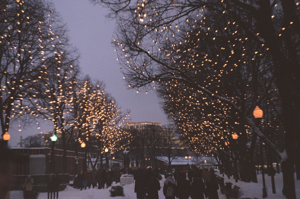 trees and lanterns