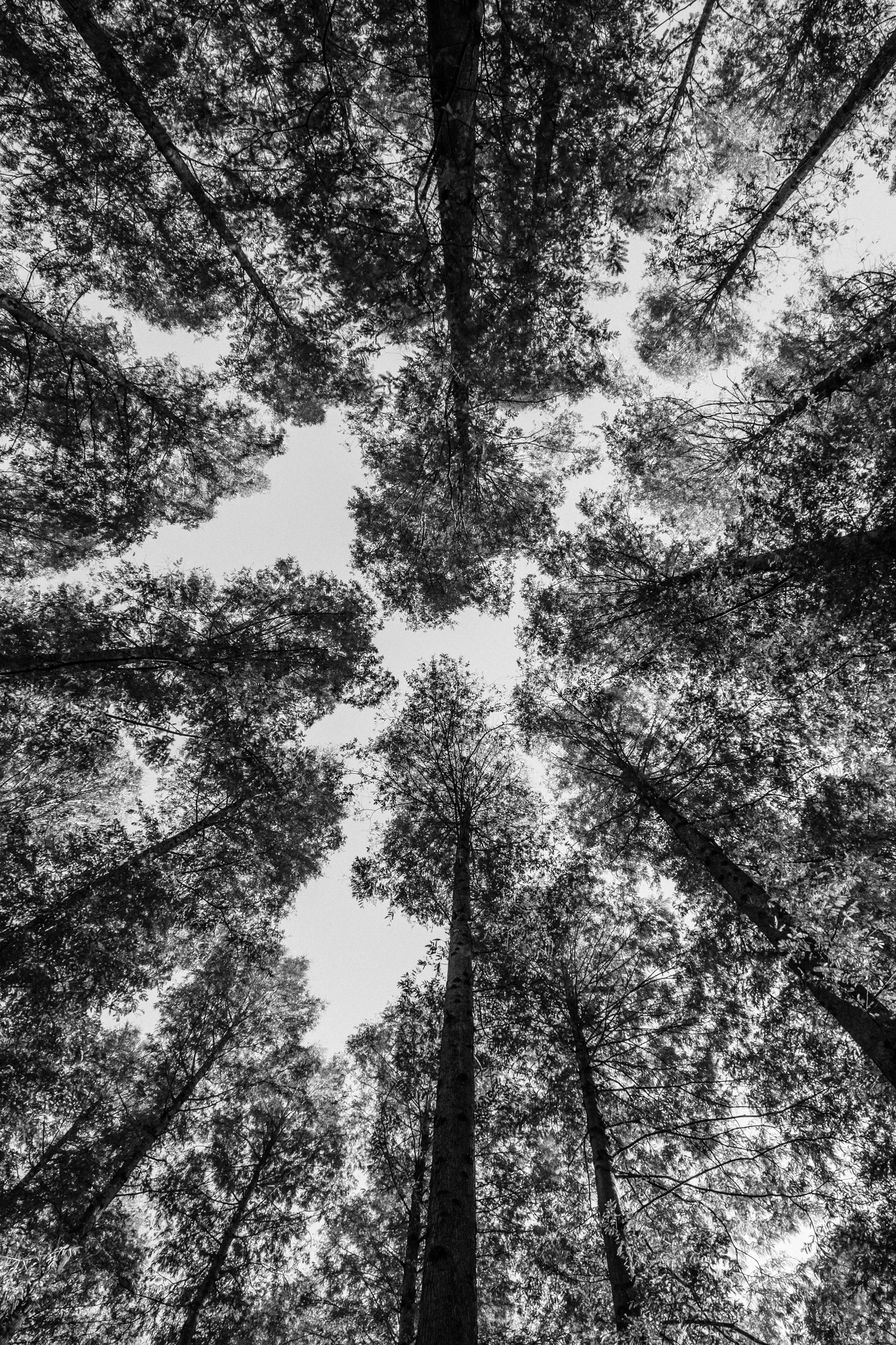 FOREST 6 best free forest, grey, tree and pine photos on Unsplash